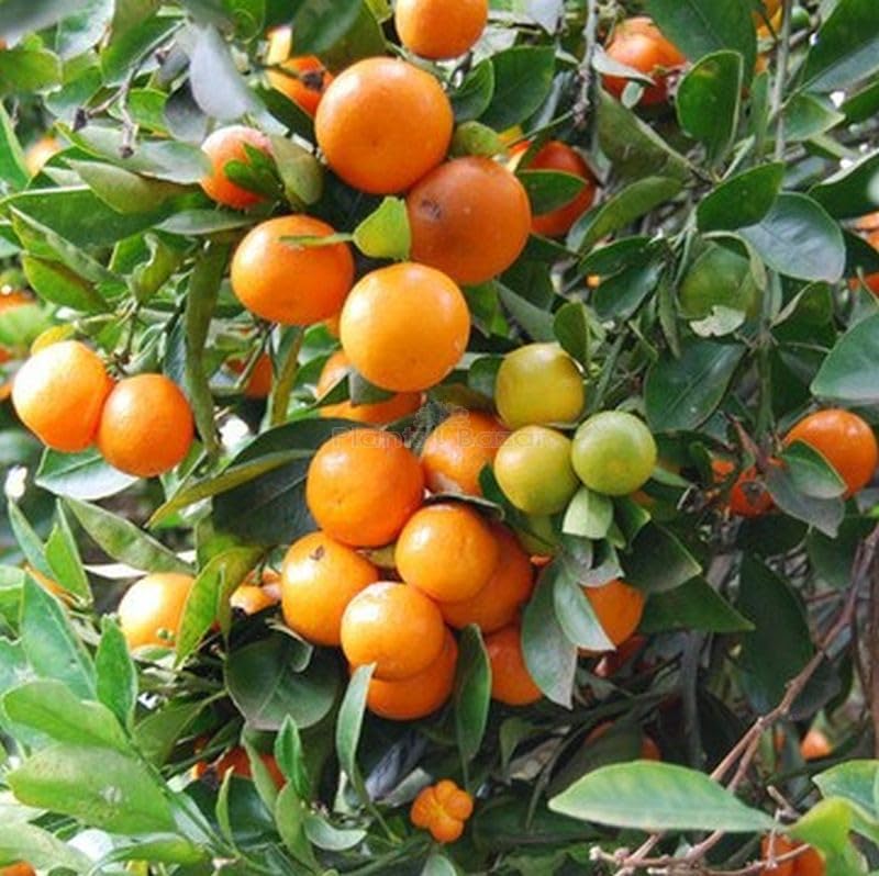 kumquat tree seeds