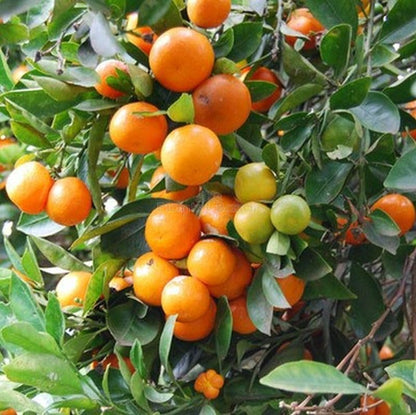 kumquat tree seeds