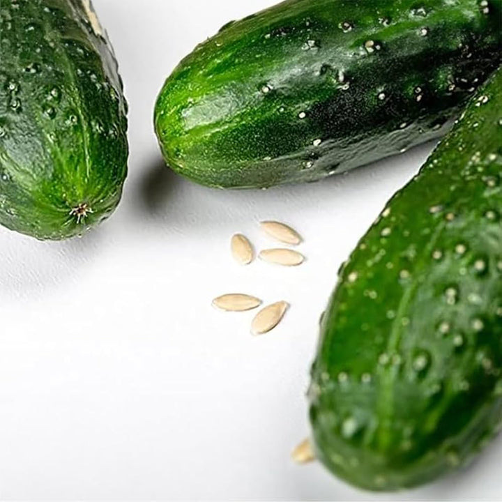 Kvarit F1 Cucumber Seeds