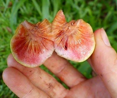 Kwai Muk fruit tree with lush green foliage and rounded orange-red fruits growing among the branches in a warm-climate garden.