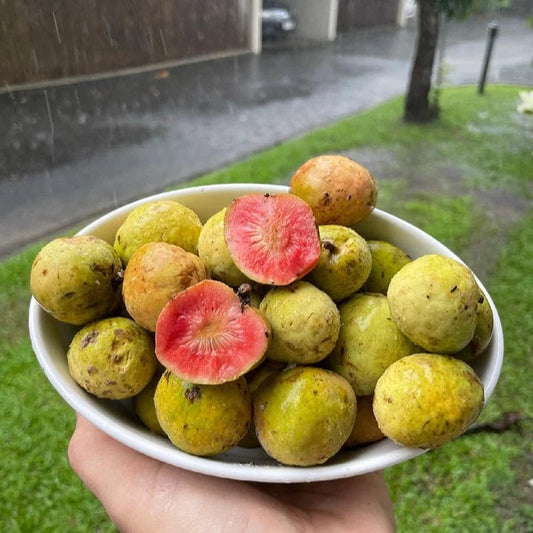 Kwai Muk fruit tree with lush green foliage and rounded orange-red fruits growing among the branches in a warm-climate garden.