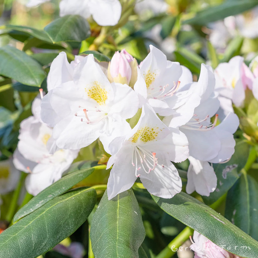 White Catawba flower seeds