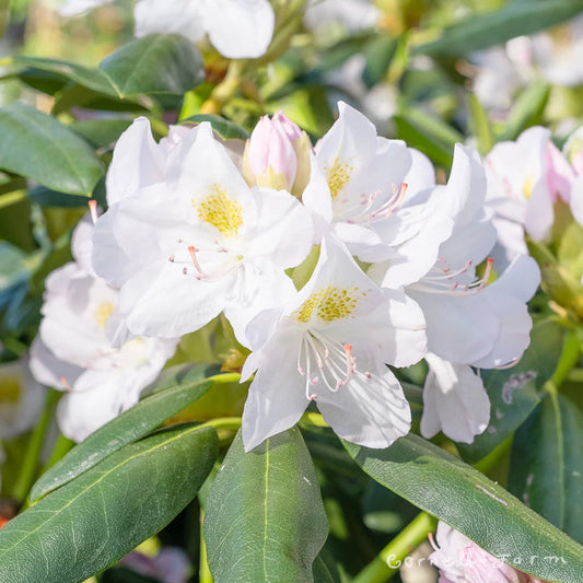 White Catawba flower seeds