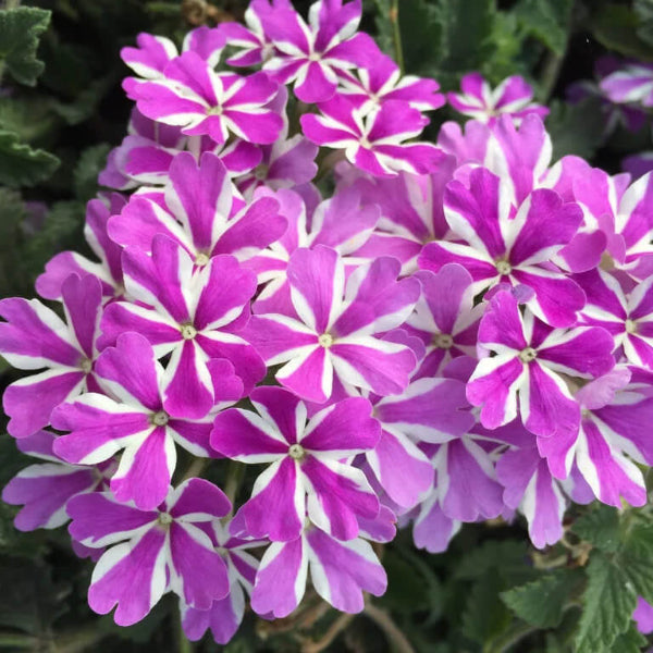 & White Geranium plant