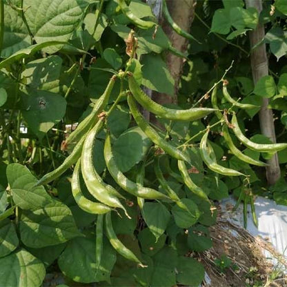 Dolichos bean seeds growing into a vigorous Lablab purpureus climbing vine with colorful flowers and bean pods