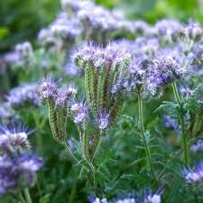 Lacy Phacelia Flowers Attracting Bees