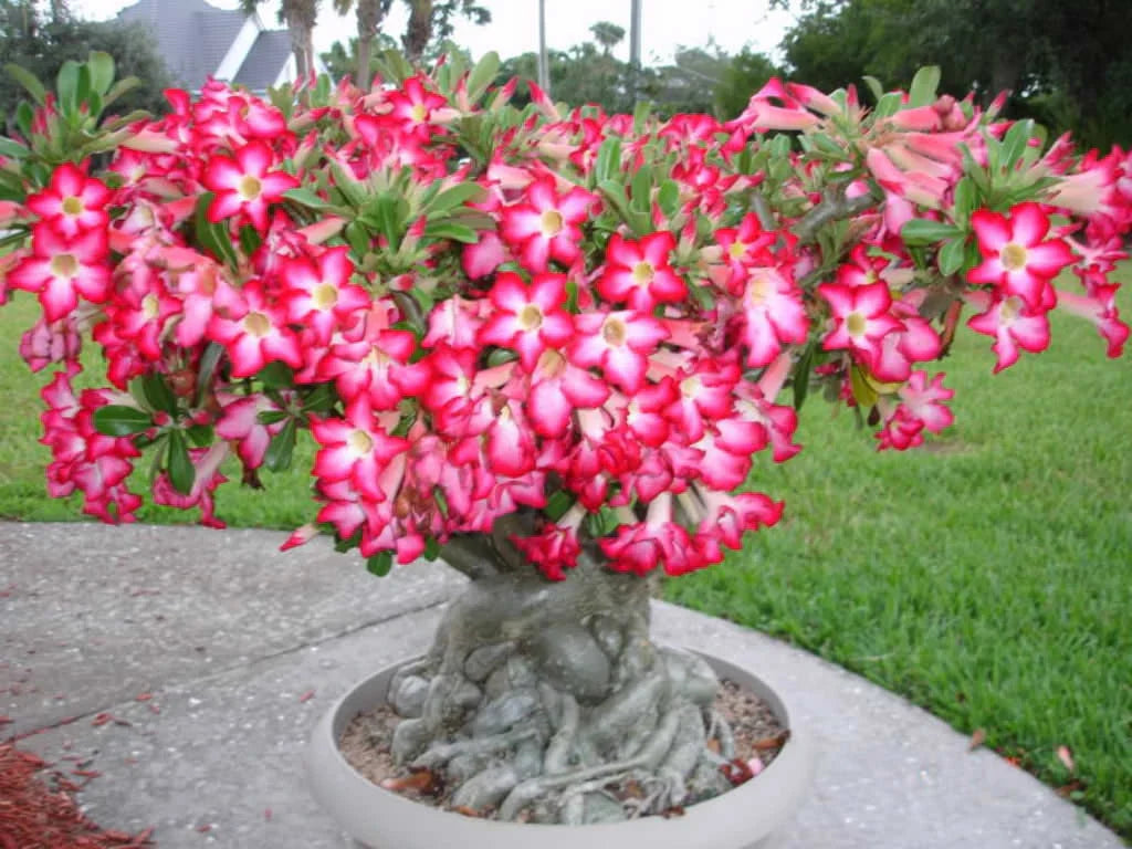 Lady Favorite flower seeds