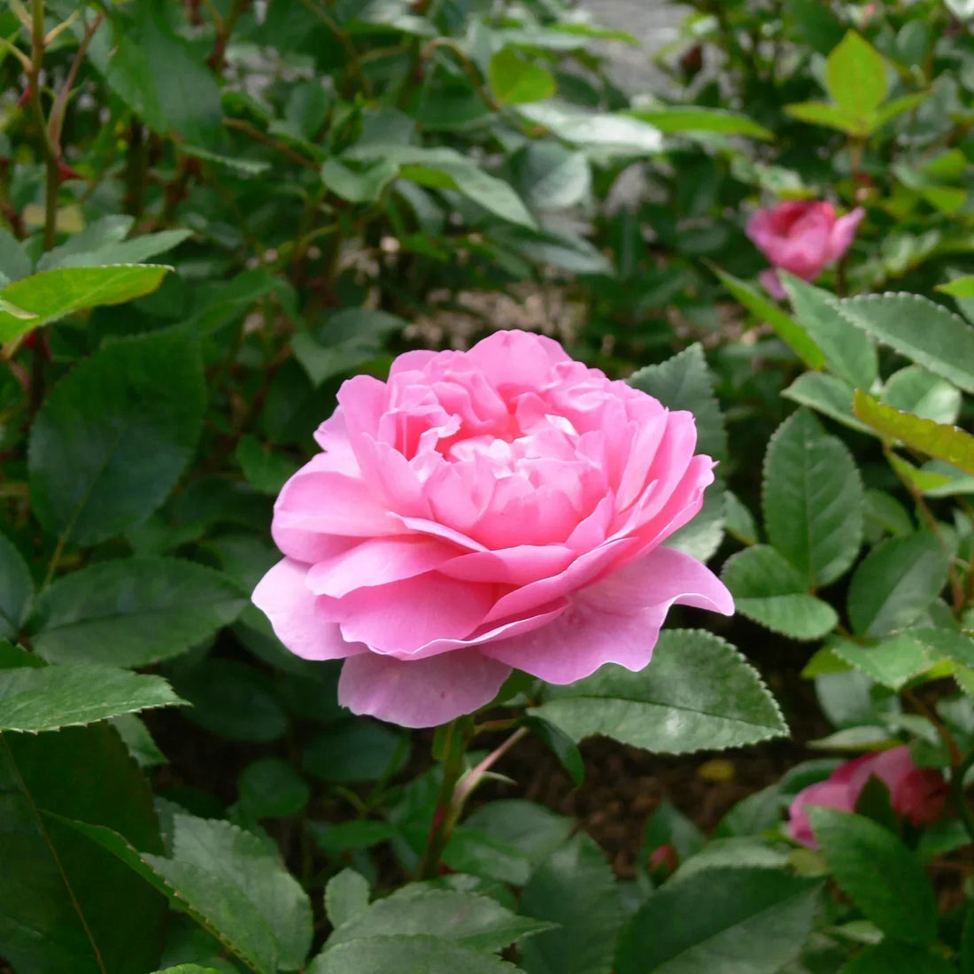Lady Favorite flower seeds
