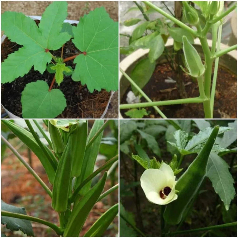 Lady Finger Okra Seeds for Planting – Heirloom Non-GMO Garden Seeds