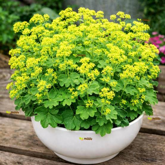Lady's Mantle Growing in Cottage Garden Border
