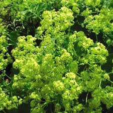 Lady's Mantle Growing in Cottage Garden Border
