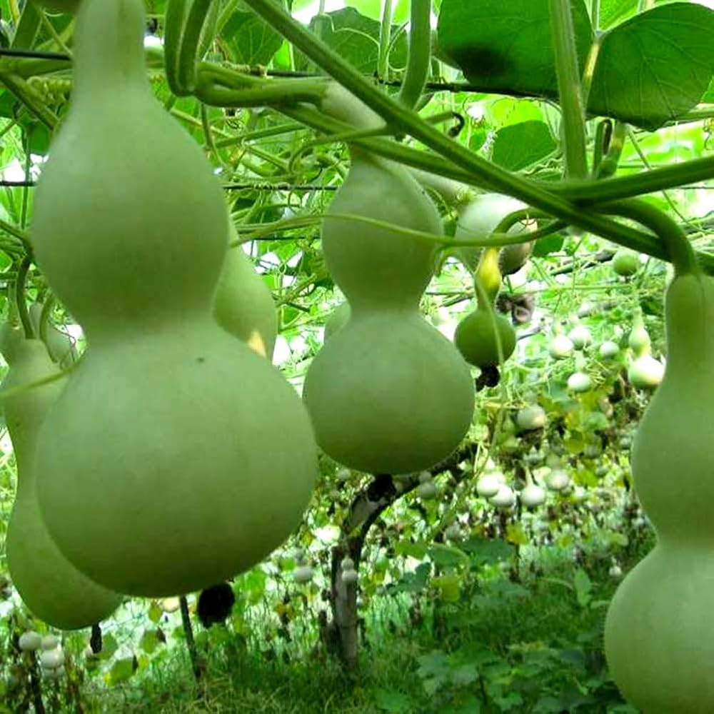 Lagenaria Pumpkin Seeds