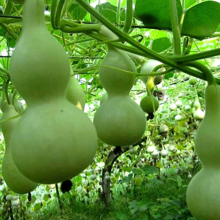 Lagenaria Pumpkin Seeds