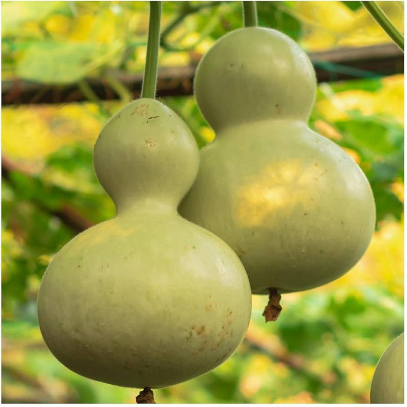 Birdhouse Pumpkin Vegetable Seeds for Planting – Heirloom Non-GMO Garden Seeds