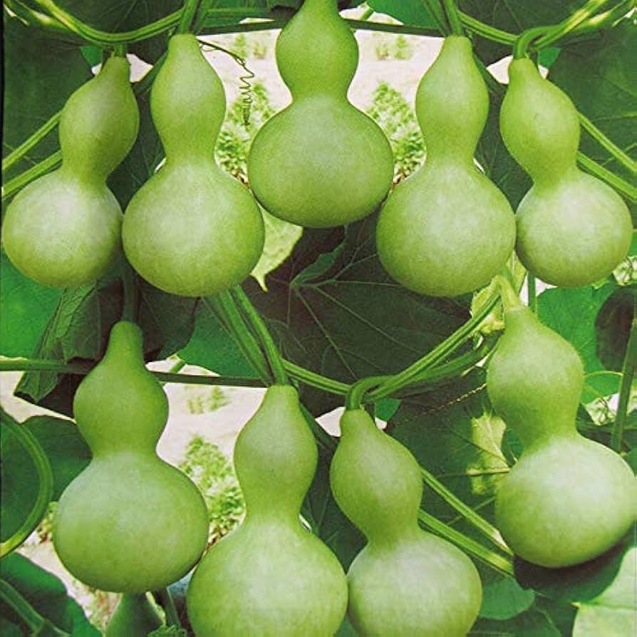 bottle gourd seeds