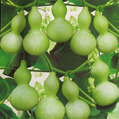 bottle gourd seeds