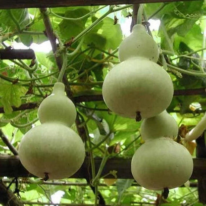 Bottle Gourd Seeds