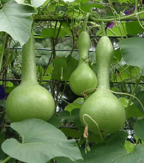 Bottle Gourd Seeds for Planting – Heirloom Non-GMO Garden Seeds