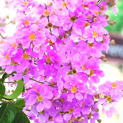 Lagerstroemia flower seeds