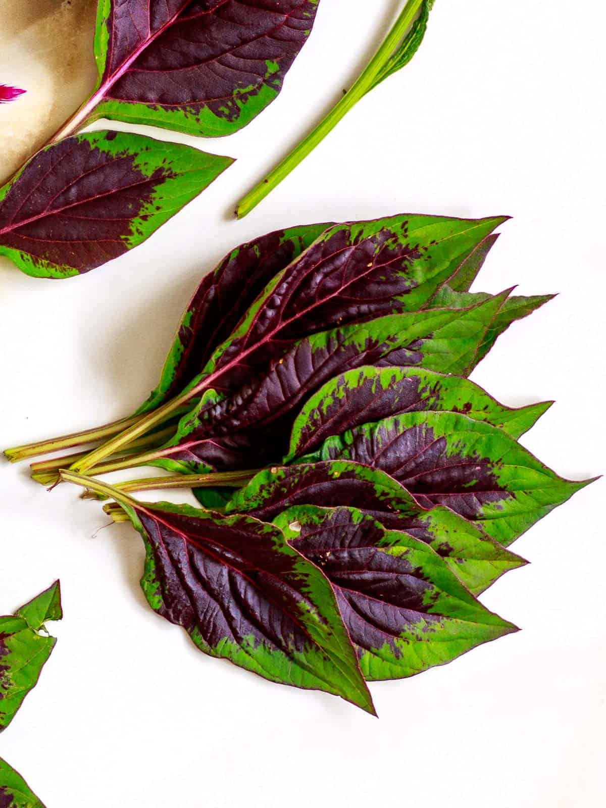 Lagos spinach vegetable plant with lush green edible leaves growing in a sunny home vegetable garden, showcasing its tender foliage and warm-weather growth.