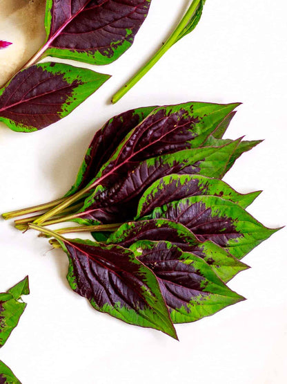 Lagos spinach vegetable plant with lush green edible leaves growing in a sunny home vegetable garden, showcasing its tender foliage and warm-weather growth.
