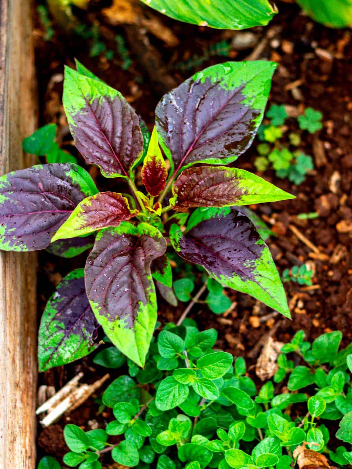 Lagos spinach vegetable plant with lush green edible leaves growing in a sunny home vegetable garden, showcasing its tender foliage and warm-weather growth.
