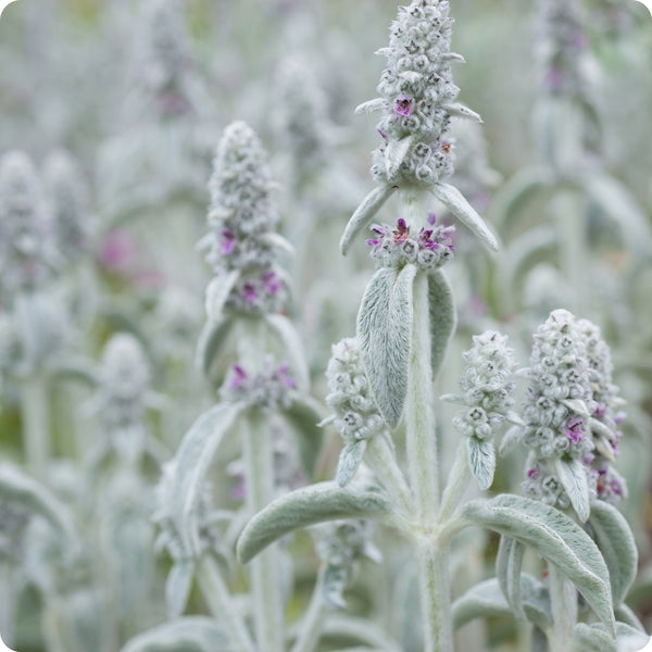 Lamb's Ear Flower Seeds for Planting – Heirloom Non-GMO Garden Seeds
