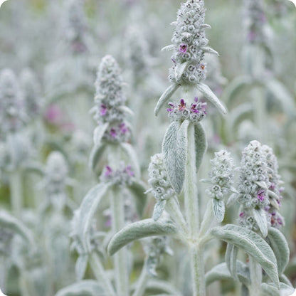 Lamb's Ear Flower Seeds for Planting – Heirloom Non-GMO Garden Seeds