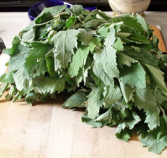 Lamb’s quarters vegetable plant with green edible leaves, soft powdery foliage, and upright stems growing in a home vegetable garden.