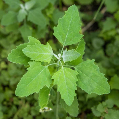Lamb’s quarters vegetable plant with green edible leaves, soft powdery foliage, and upright stems growing in a home vegetable garden.