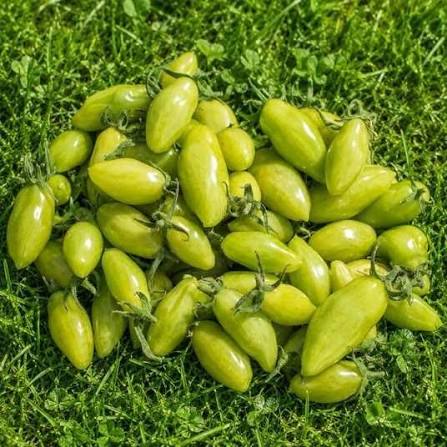Lange Aermer Tomato Seeds for Planting featuring distinctive elongated red tomatoes for home vegetable gardens