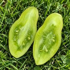 Lange Aermer Tomato Seeds for Planting featuring distinctive elongated red tomatoes for home vegetable gardens