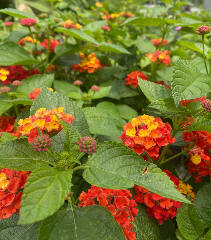 Lantana Flower Seeds for Planting – Heirloom Non-GMO Garden Seeds