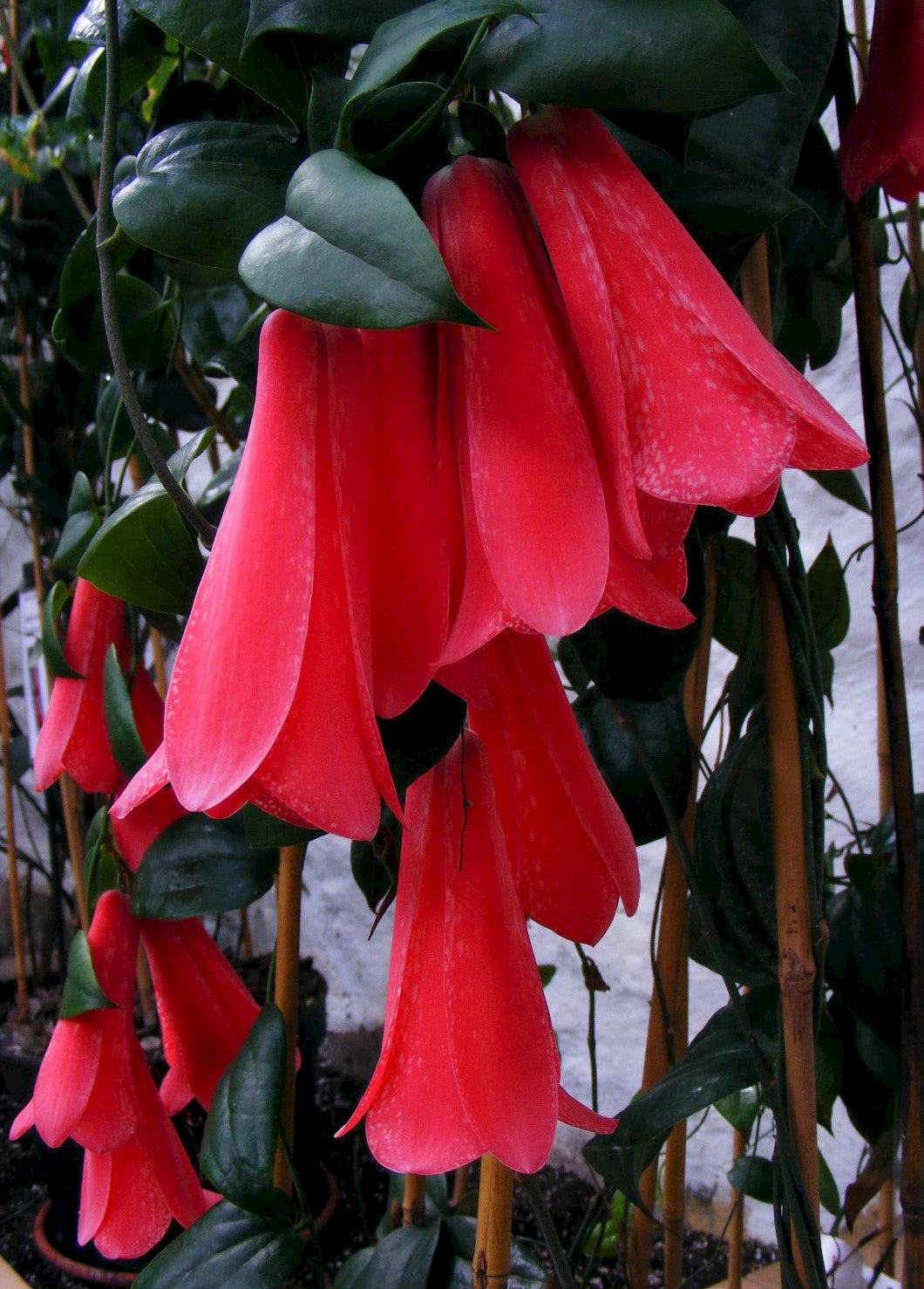 Chilean Bellflower flower seeds