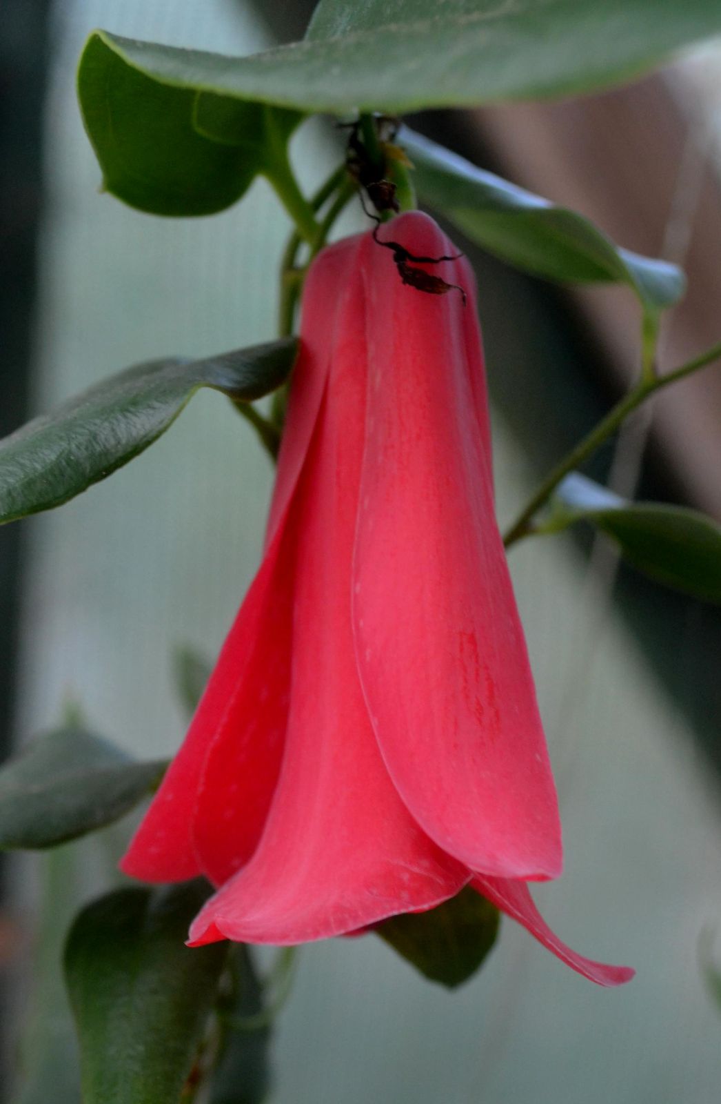 Chilean Bellflower flower seeds