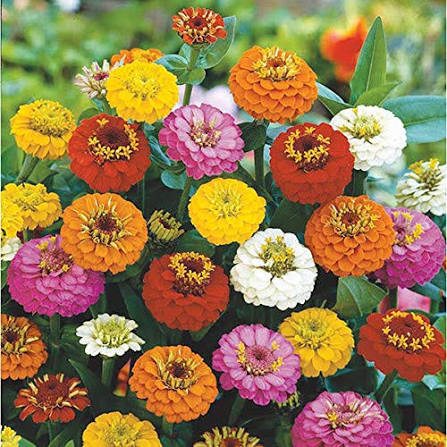 Multi Giant Aster Flower Seeds for Planting