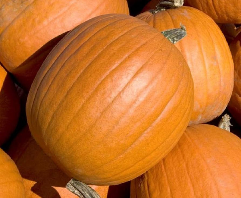 Mammoth Gold Pumpkin Seeds for Planting – Heirloom Non-GMO Garden Seeds