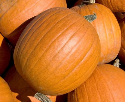 Mammoth Gold Pumpkin Seeds for Planting – Heirloom Non-GMO Garden Seeds