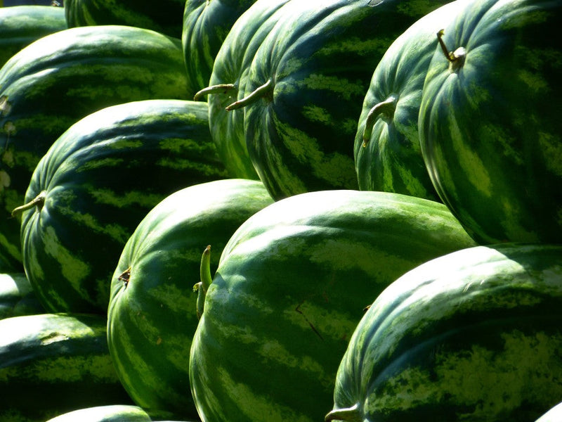 Green Watermelon Fruit Seeds for Planting – Heirloom Non-GMO Garden Seeds