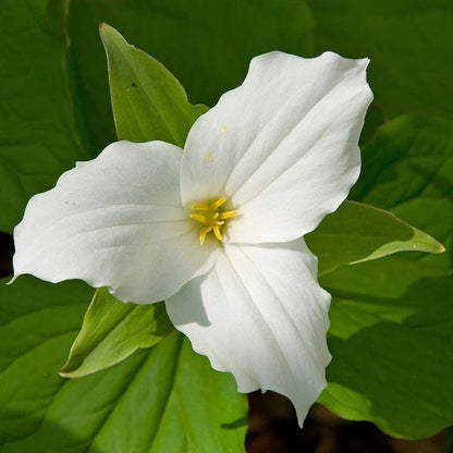 Large white trillium flower with three white petals and broad green leaves growing in a shaded woodland garden.