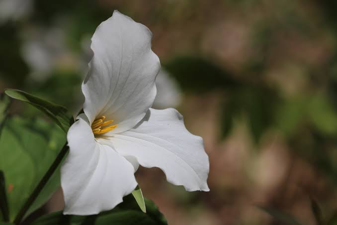 Large white trillium flower with three white petals and broad green leaves growing in a shaded woodland garden.
