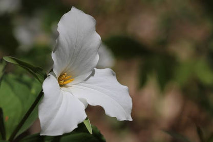 Large white trillium flower with three white petals and broad green leaves growing in a shaded woodland garden.