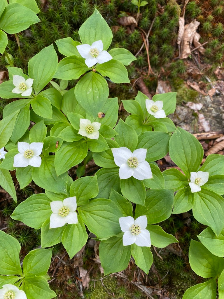 Bunchberry flower seeds