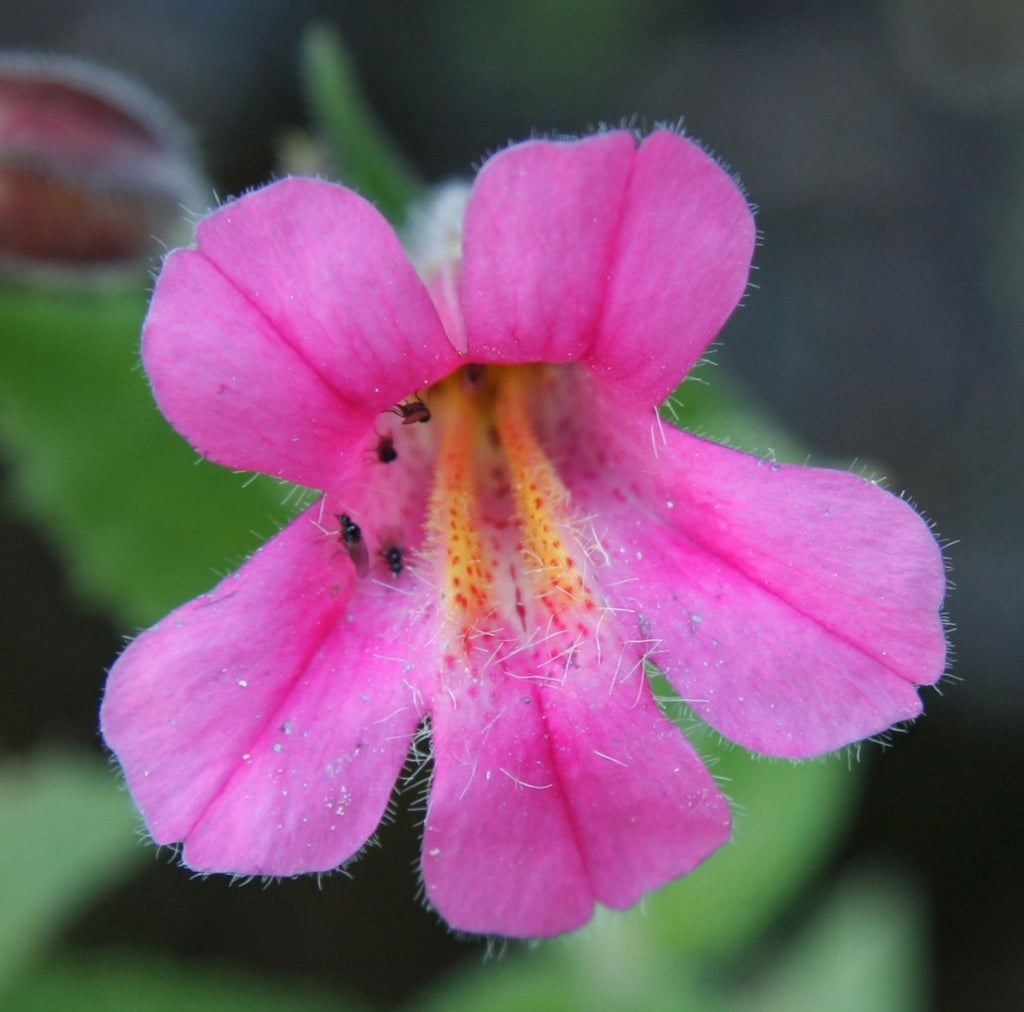 Purple Mimulus flower seeds