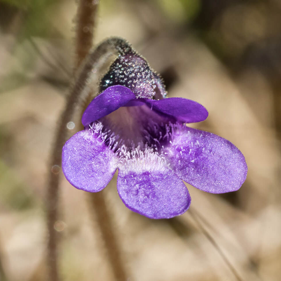 Common Butterwort plant