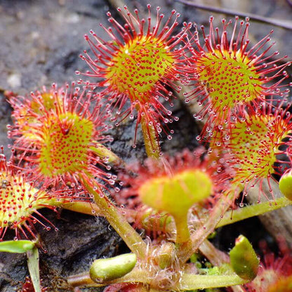 Round-Leaved Sundew plant