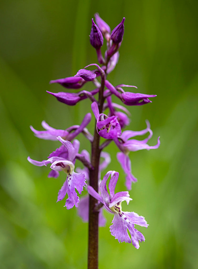 Mascula flower seeds
