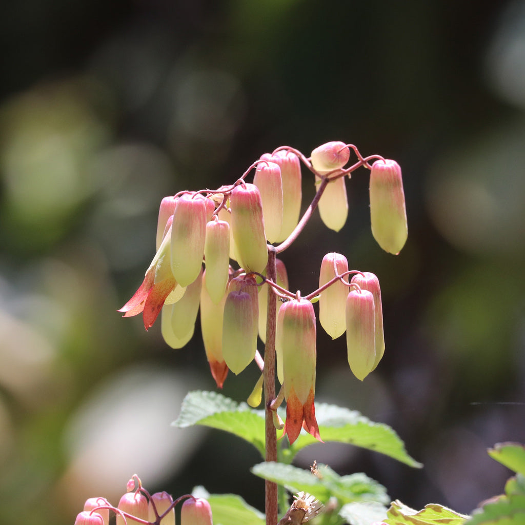 Kalanchoe Pinnata flower seeds