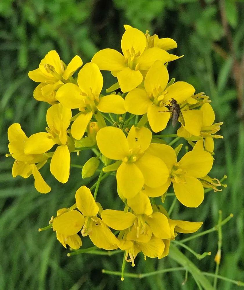 Yellow Edible flower seeds