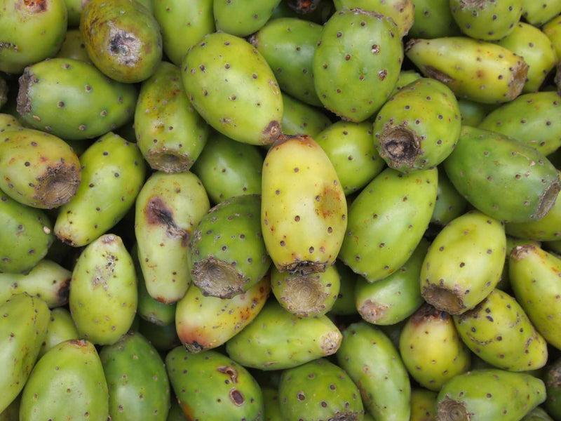 Green Lasiacantha Fruit Seeds for Planting for Growing a Unique Green-Fruited Plant